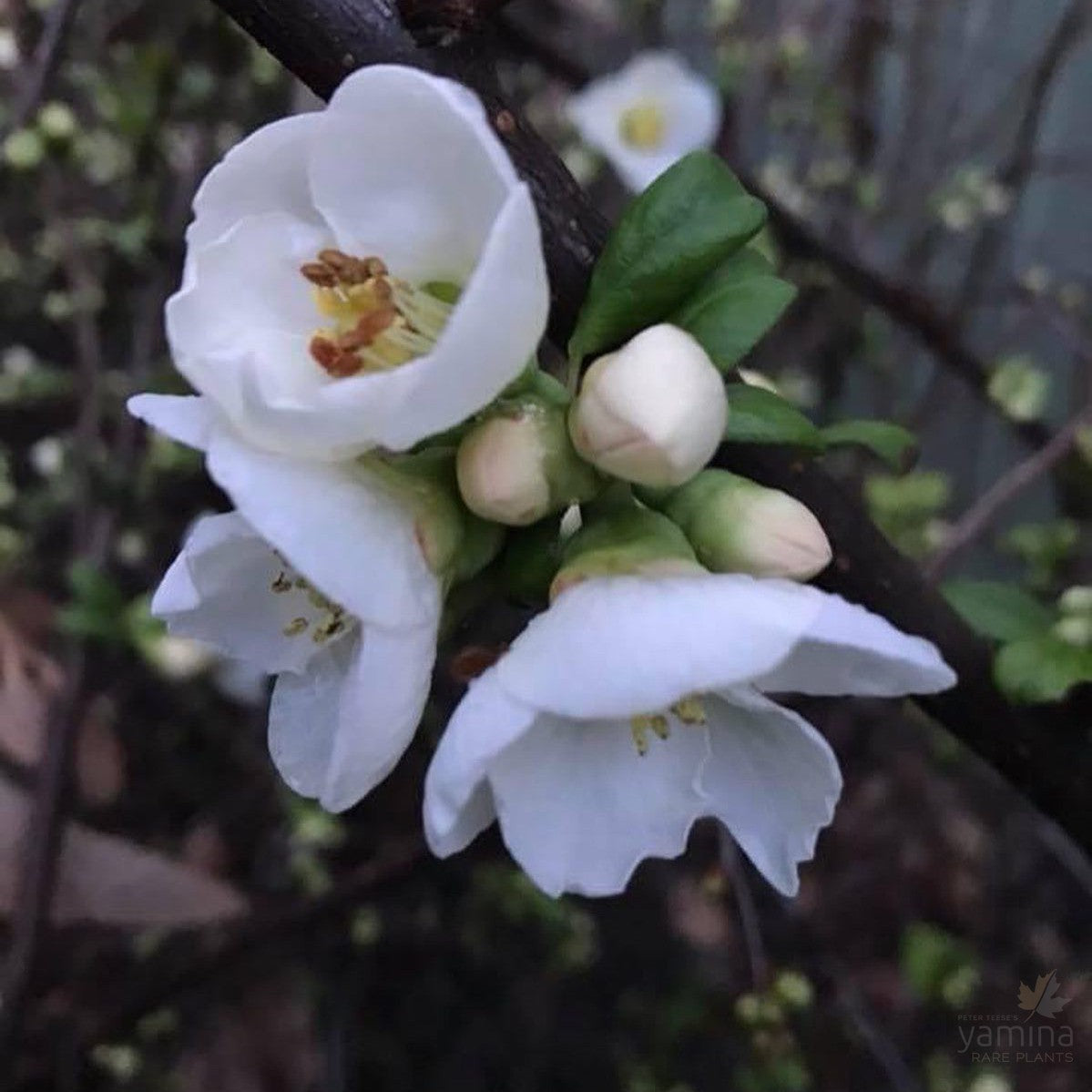 Chaenomeles speciosa Nirvalis (white) 1