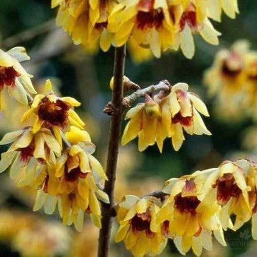 Chimonanthus praecox (Winter Sweet) 1