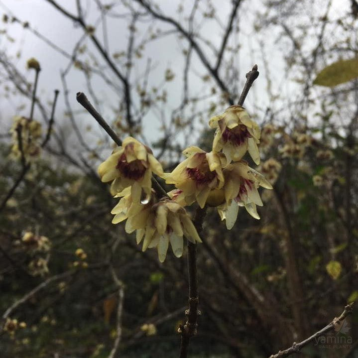 Chimonanthus praecox (Winter Sweet) 2