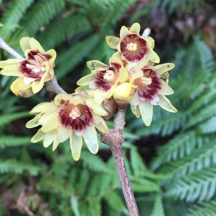 Chimonanthus praecox (Winter Sweet) 3