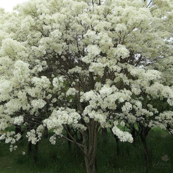Chionanthus retusus (Chinese Fringe Tree) 1