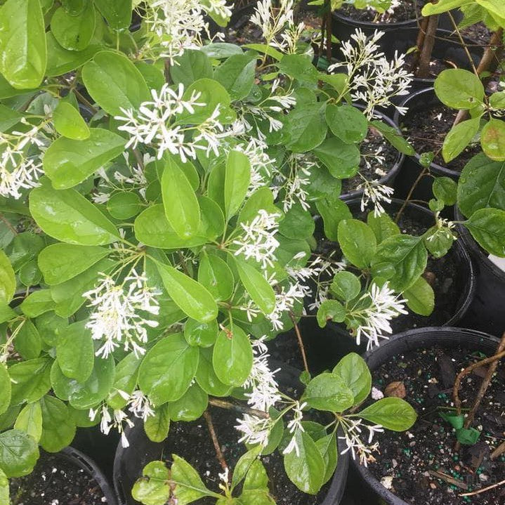 Chionanthus retusus (Chinese Fringe Tree) 2