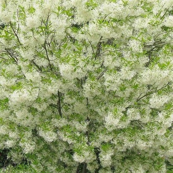 Chionanthus virginicus (Fringe Tree) 1