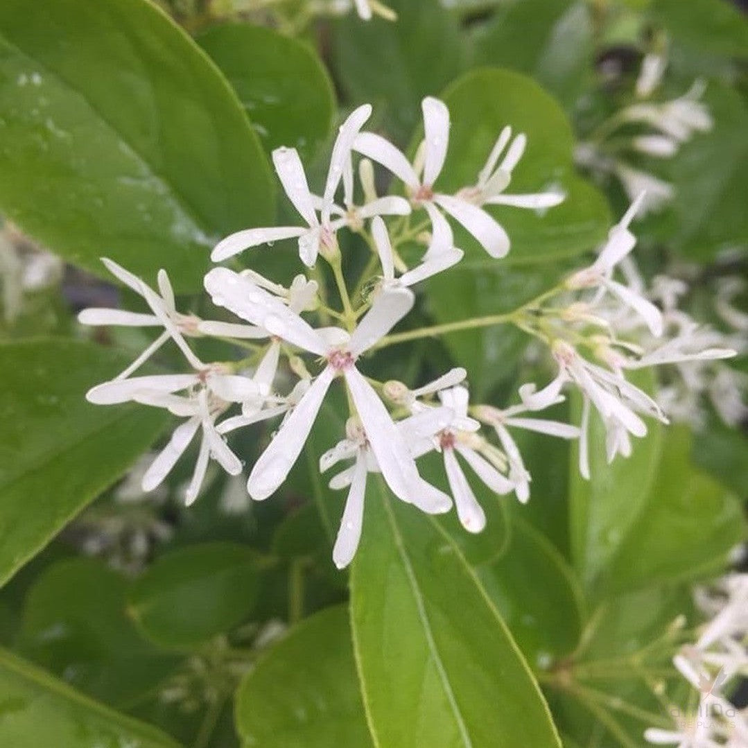 Chionanthus virginicus (Fringe Tree) 2