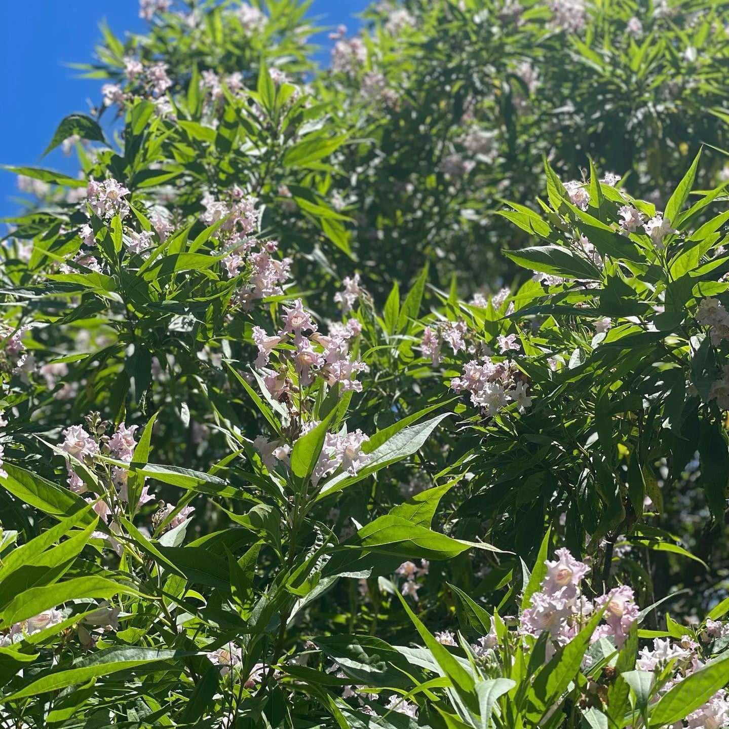 Chitalpa x tashkentensis 1