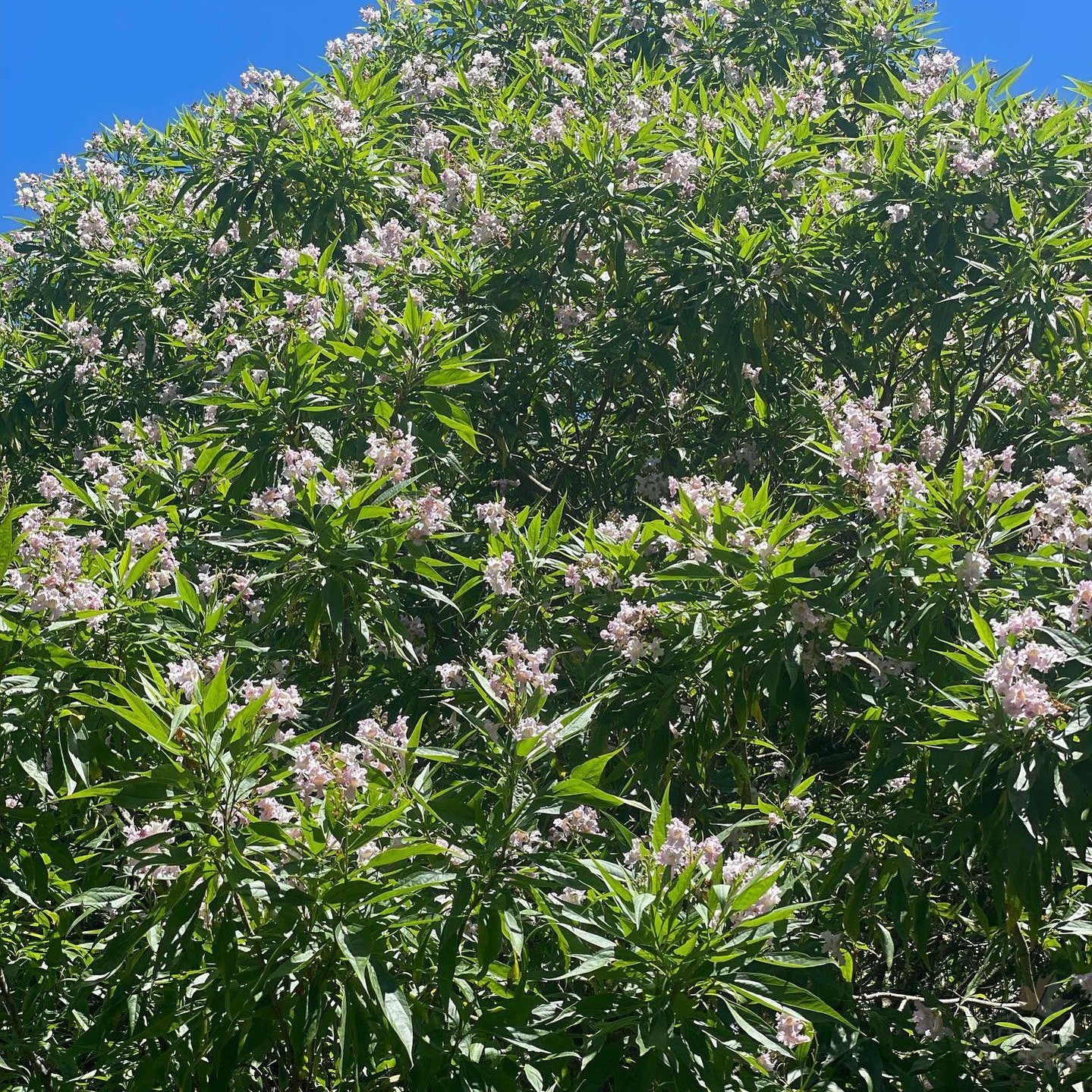 Chitalpa x tashkentensis 2