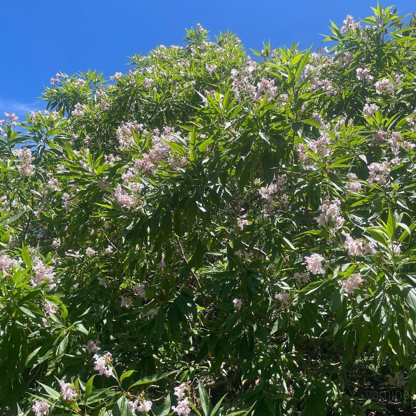 Chitalpa x tashkentensis 3