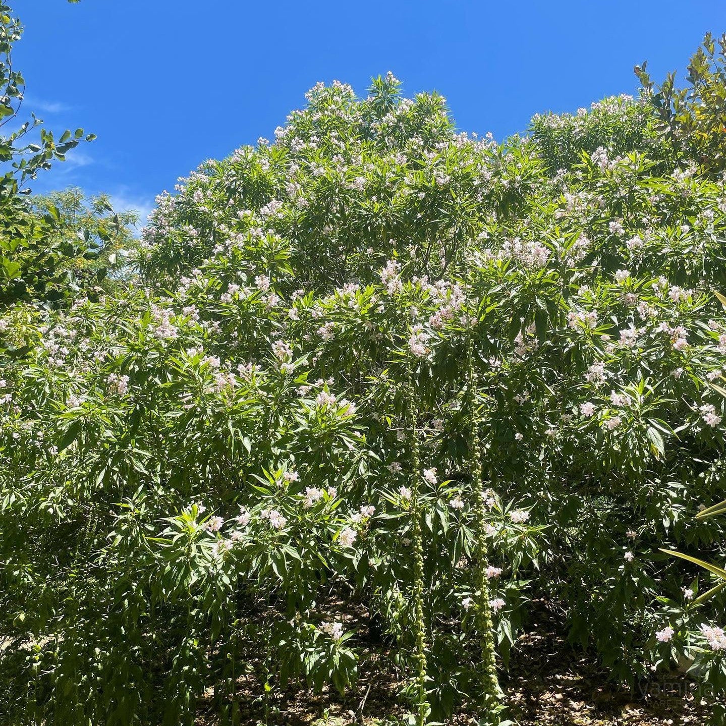 Chitalpa x tashkentensis 4