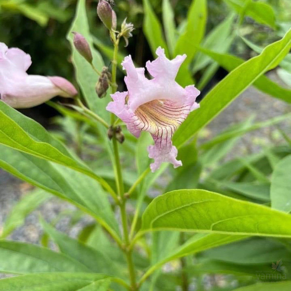 Chitalpa x tashkentensis 5