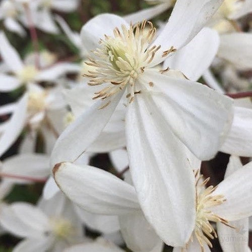 Clematis armandii Snowdrift 1
