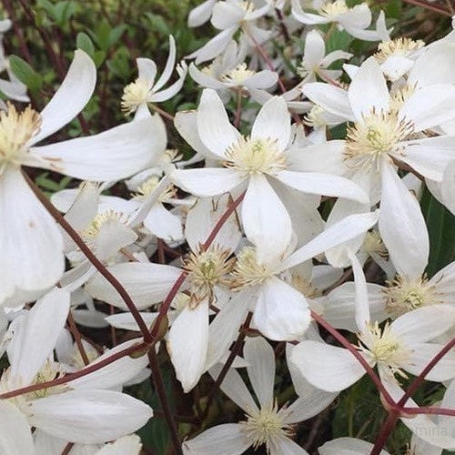 Clematis armandii Snowdrift 2
