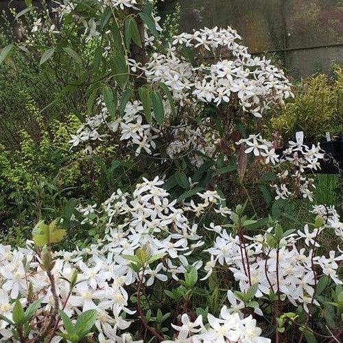 Clematis armandii Snowdrift 3