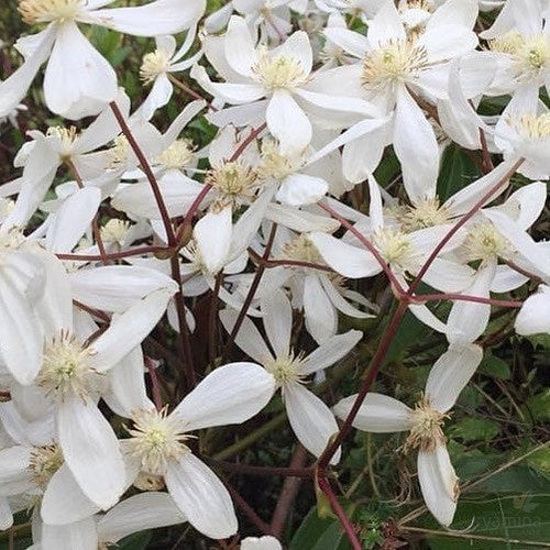 Clematis armandii Snowdrift 4