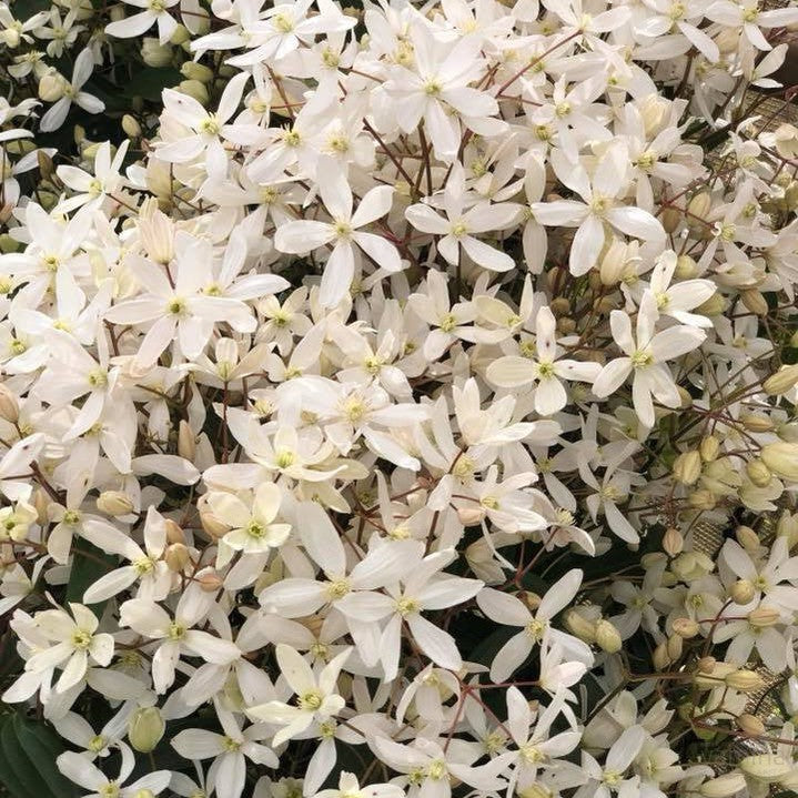 Clematis armandii Snowdrift 5