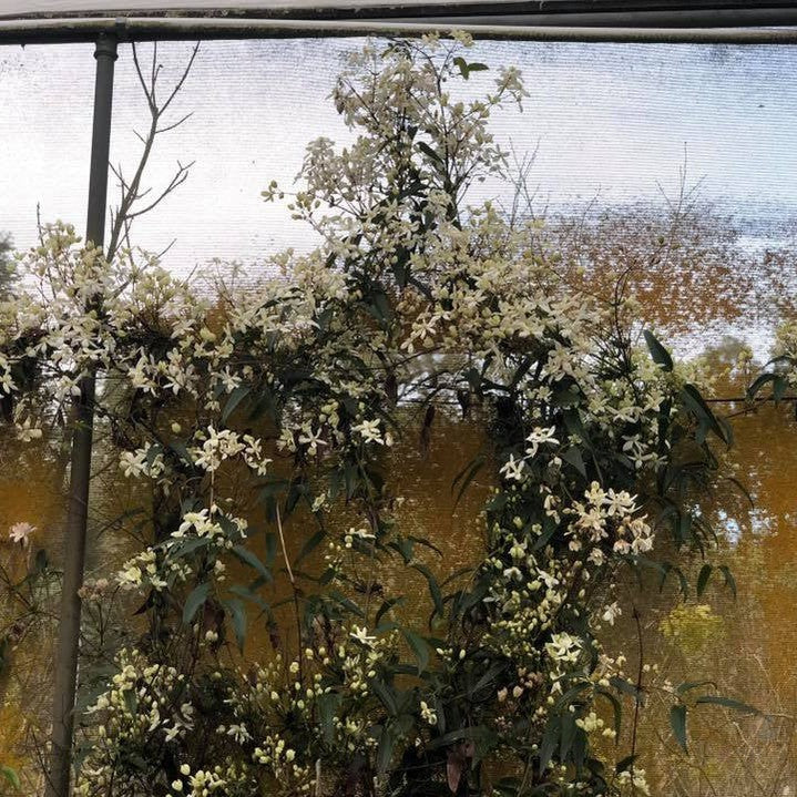 Clematis armandii Snowdrift 6