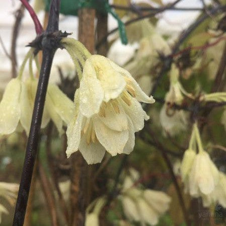 Clematis fasciculiflora 1