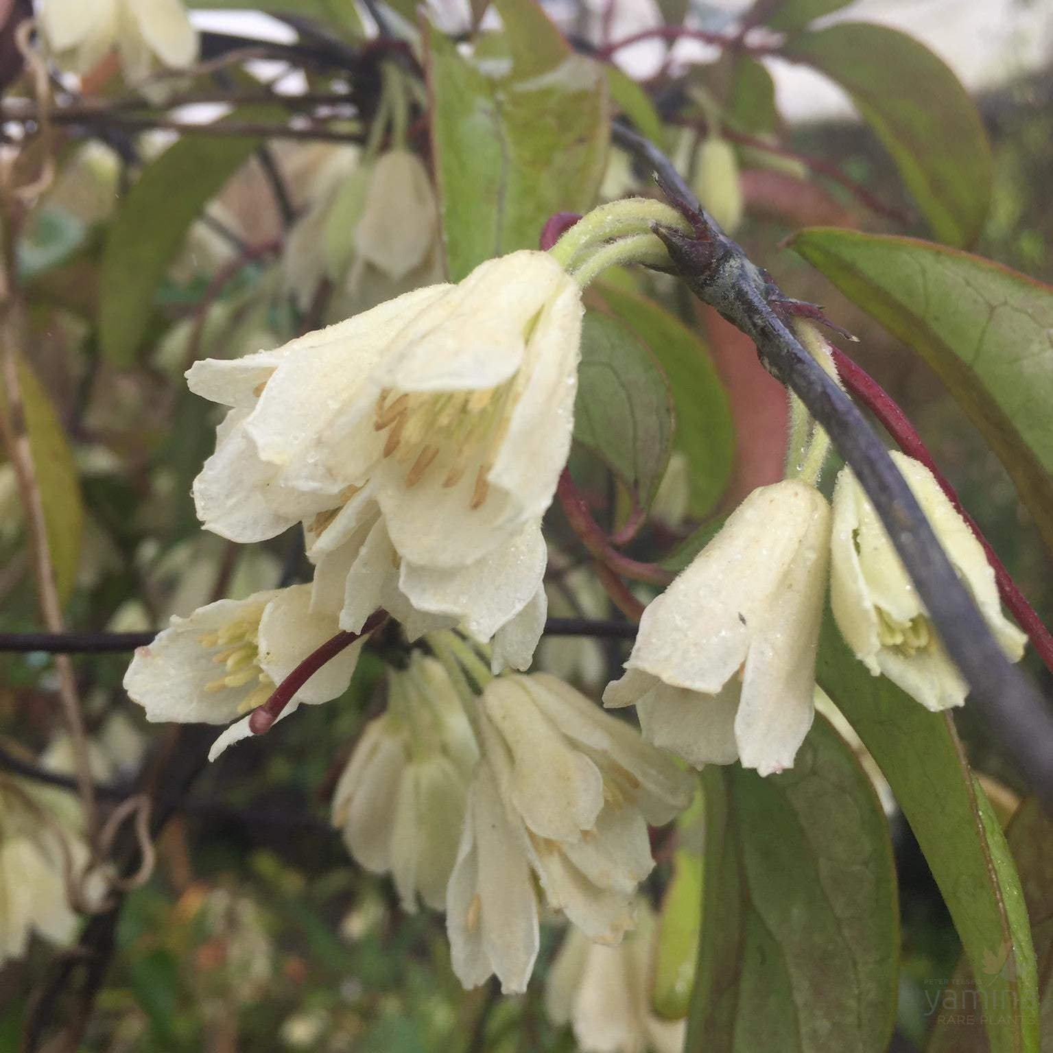 Clematis fasciculiflora 3