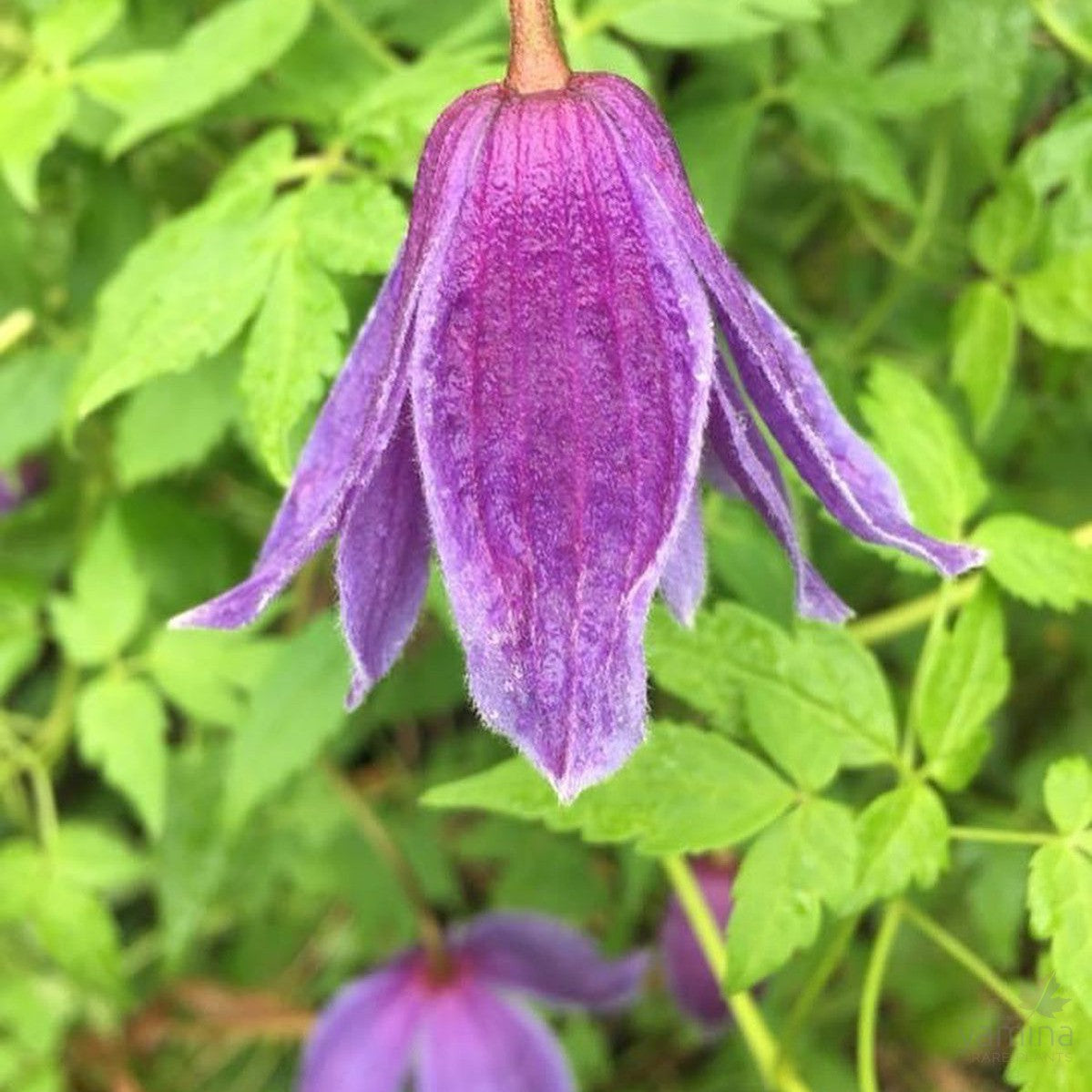 Clematis macropetala Pauline 2