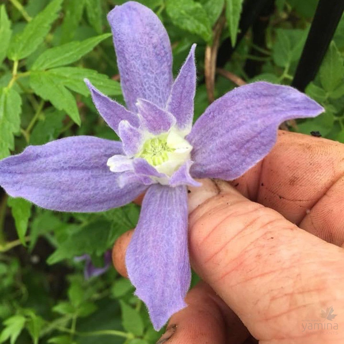 Clematis macropetala Pauline 3
