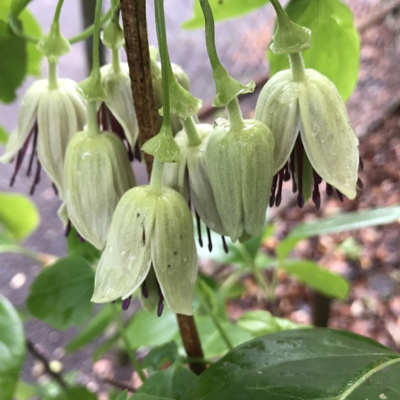 Clematis napaulensis 1