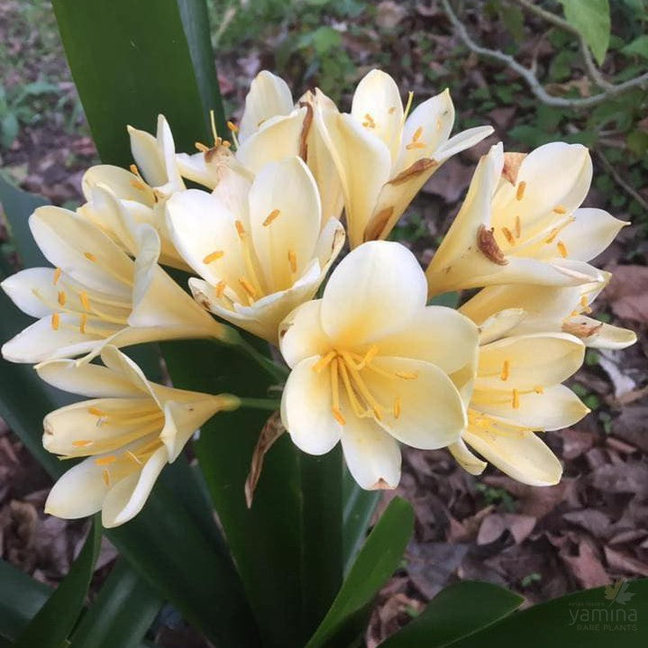 Clivia miniata yellow 1