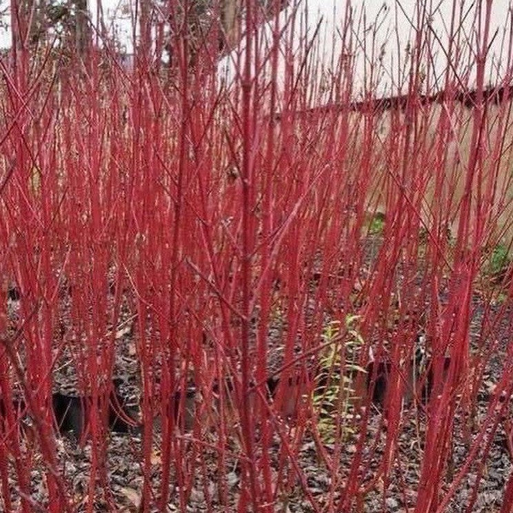 Cornus alba Sibirica 3
