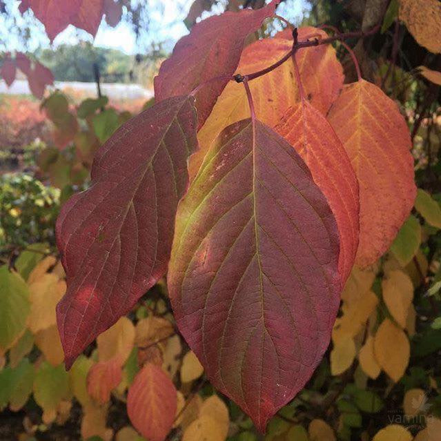Cornus alba Sibirica 4