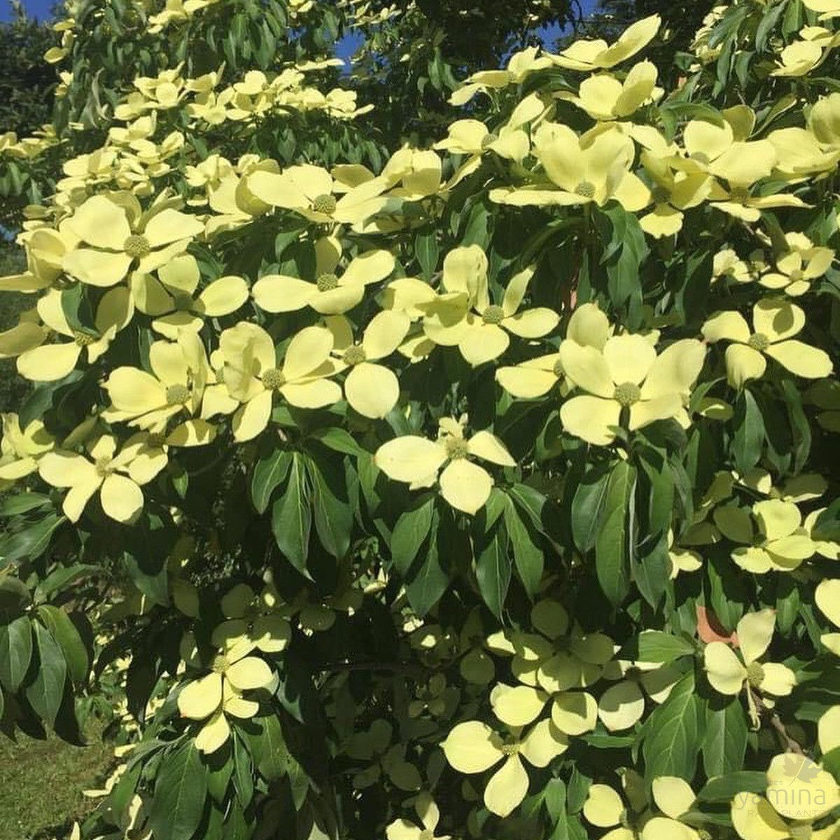 Cornus capitata (syn Benthamidia c)