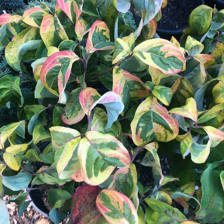 Cornus florida First Lady 3