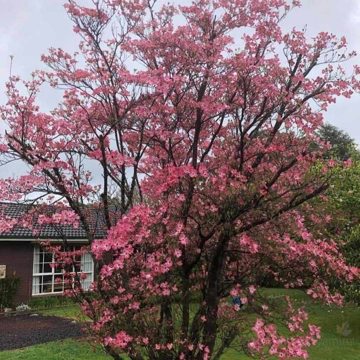 Cornus florida Rubra 4