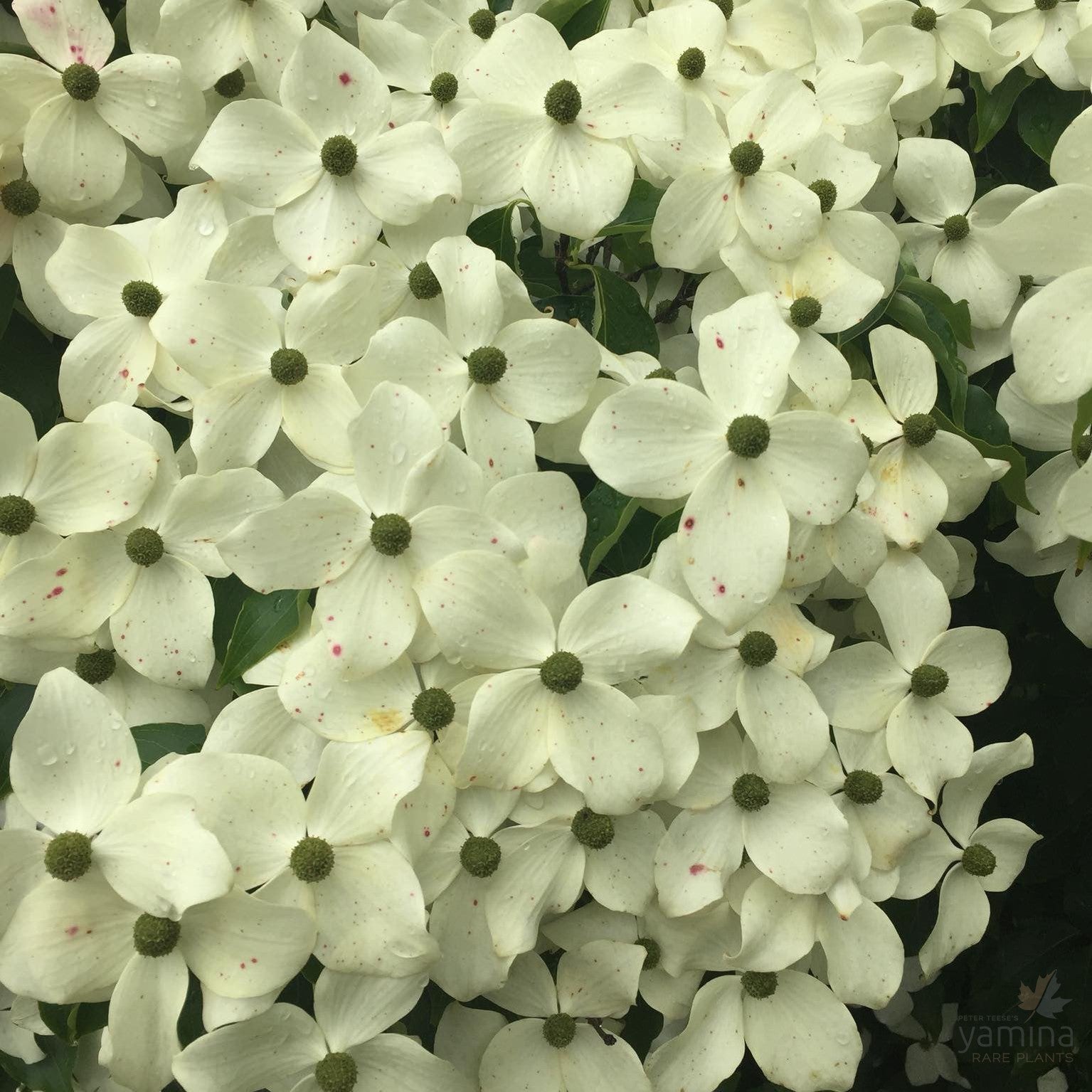 Cornus kousa Chinensis (Chinese Dogwood) 4