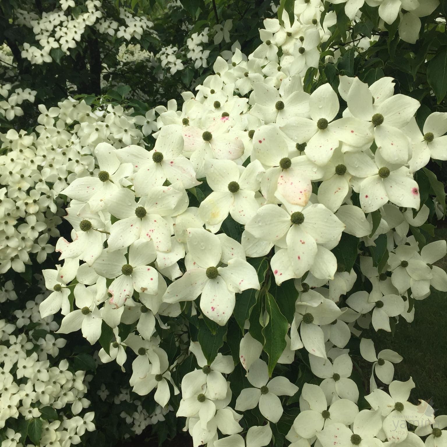Cornus kousa Chinensis (Chinese Dogwood) 5