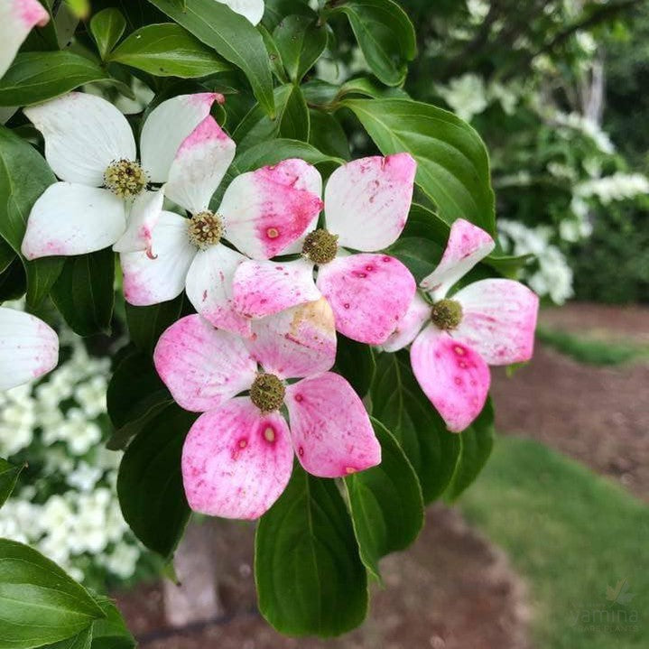 Cornus kousa Chinensis (Chinese Dogwood) 7