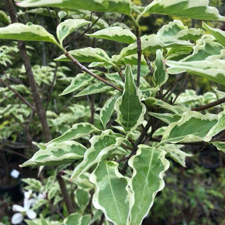 Cornus kousa Wolf Eyes 3