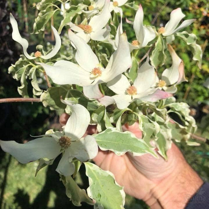 Cornus kousa Wolf Eyes 4