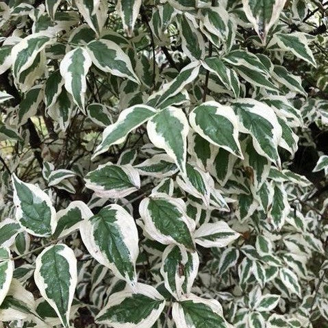 Cornus mas Variegata