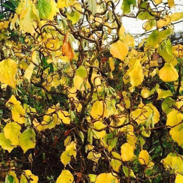 Corylus avellana Contorta (Contorted Filbert) 4