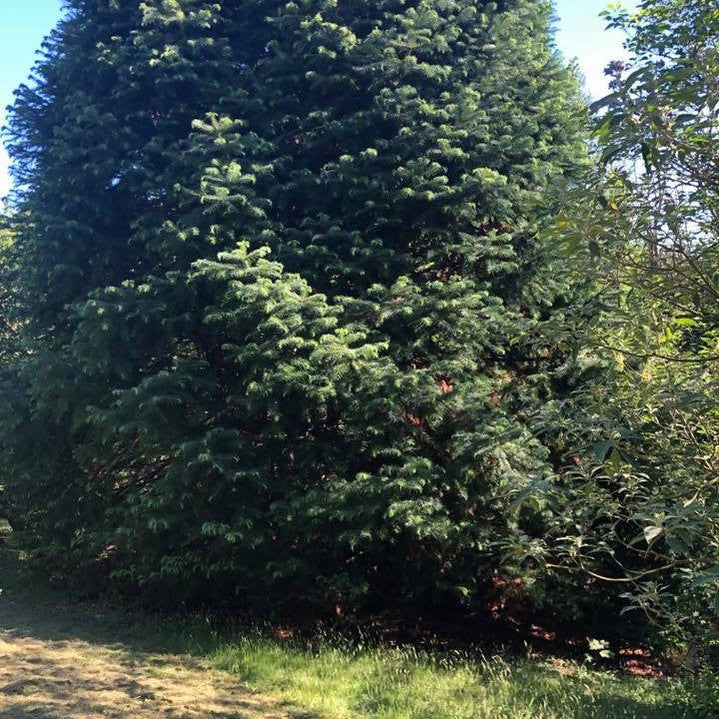 Cunninghamia lanceolata (Chinese Fir) 3