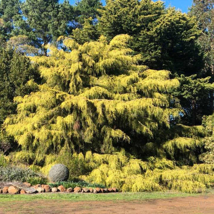 Cupressus macrocarpa Conybearyi 1