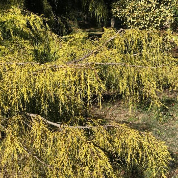 Cupressus macrocarpa Conybearyi 2