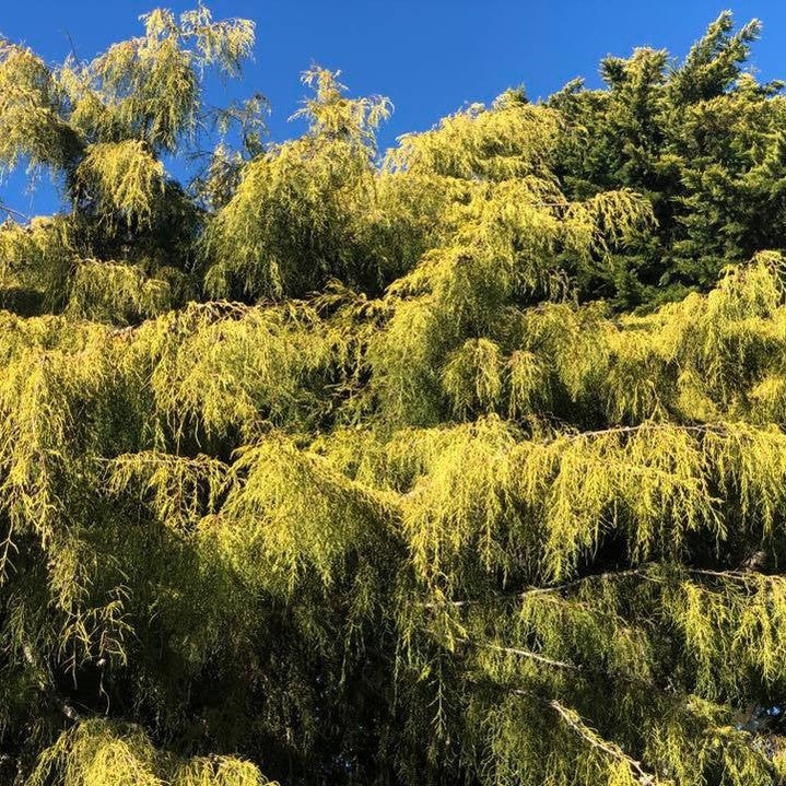 Cupressus macrocarpa Conybearyi 3