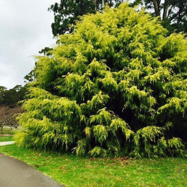 Cupressus macrocarpa Conybearyi 4