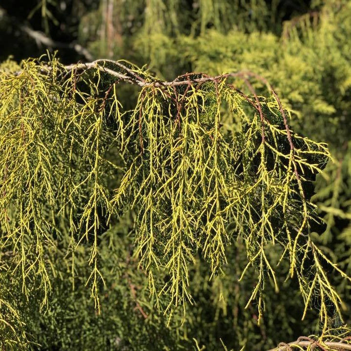 Cupressus macrocarpa Conybearyi 5