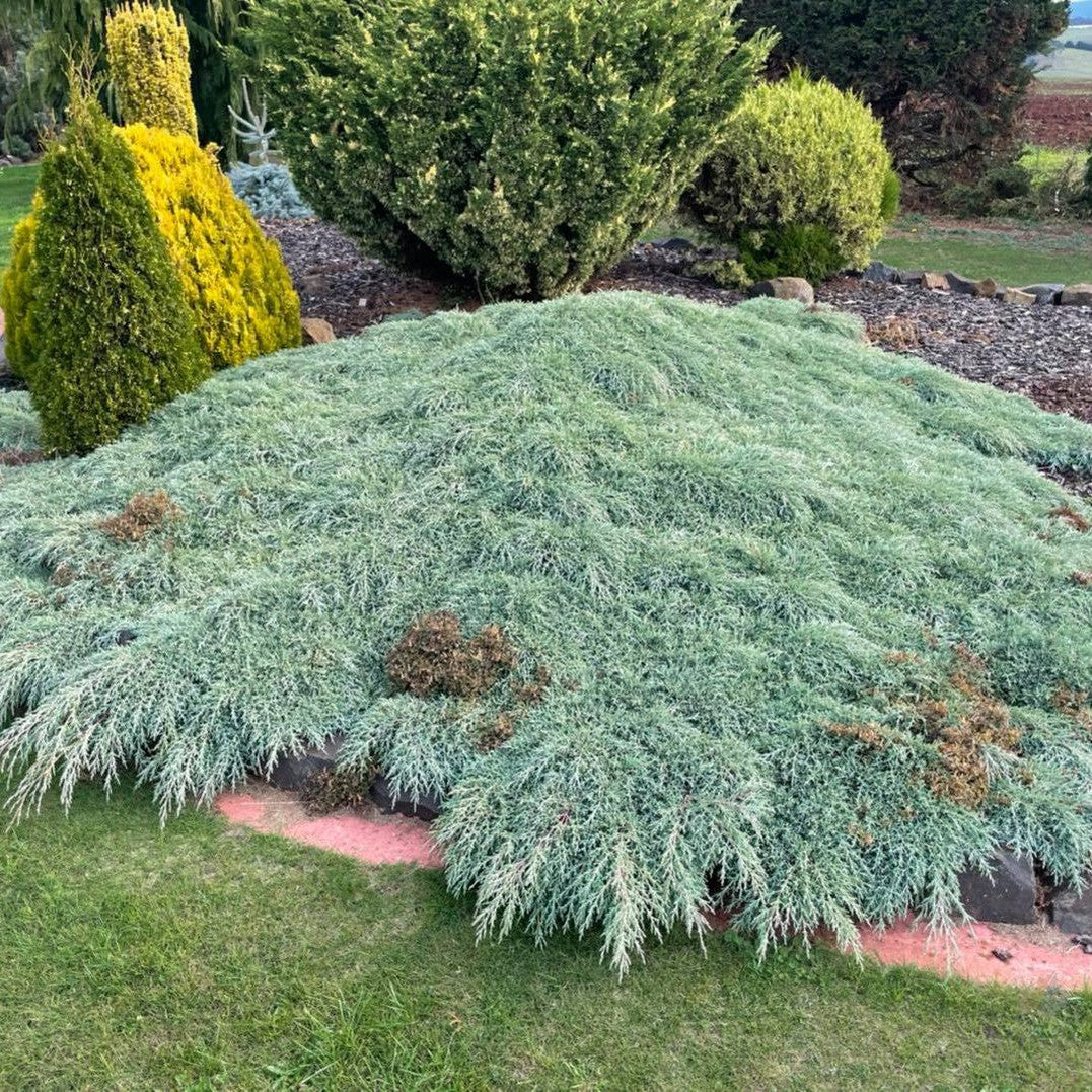 Cupressus macrocarpa Greenstead Magnificent 3