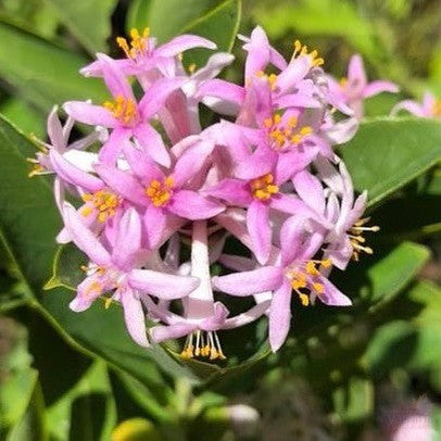 Dais cotinifolia (Tree Daphne) 3