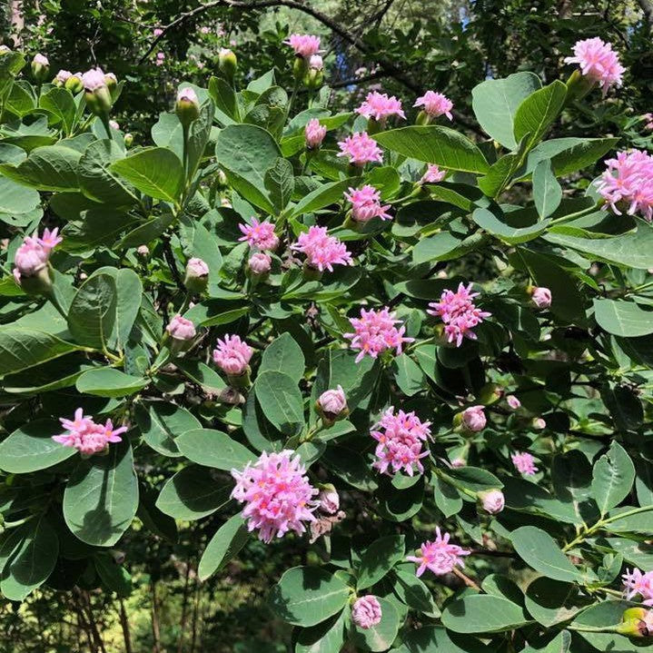 Dais cotinifolia (Tree Daphne) 4