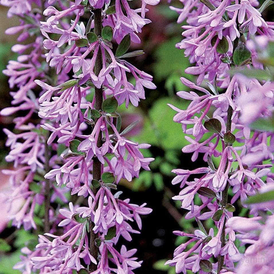 Daphne genkwa (compact form) 1