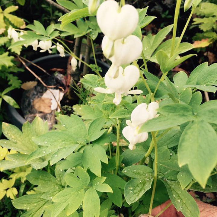 Dicentra spectabilis Alba 1