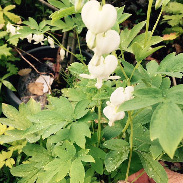 Dicentra spectabilis Alba 2