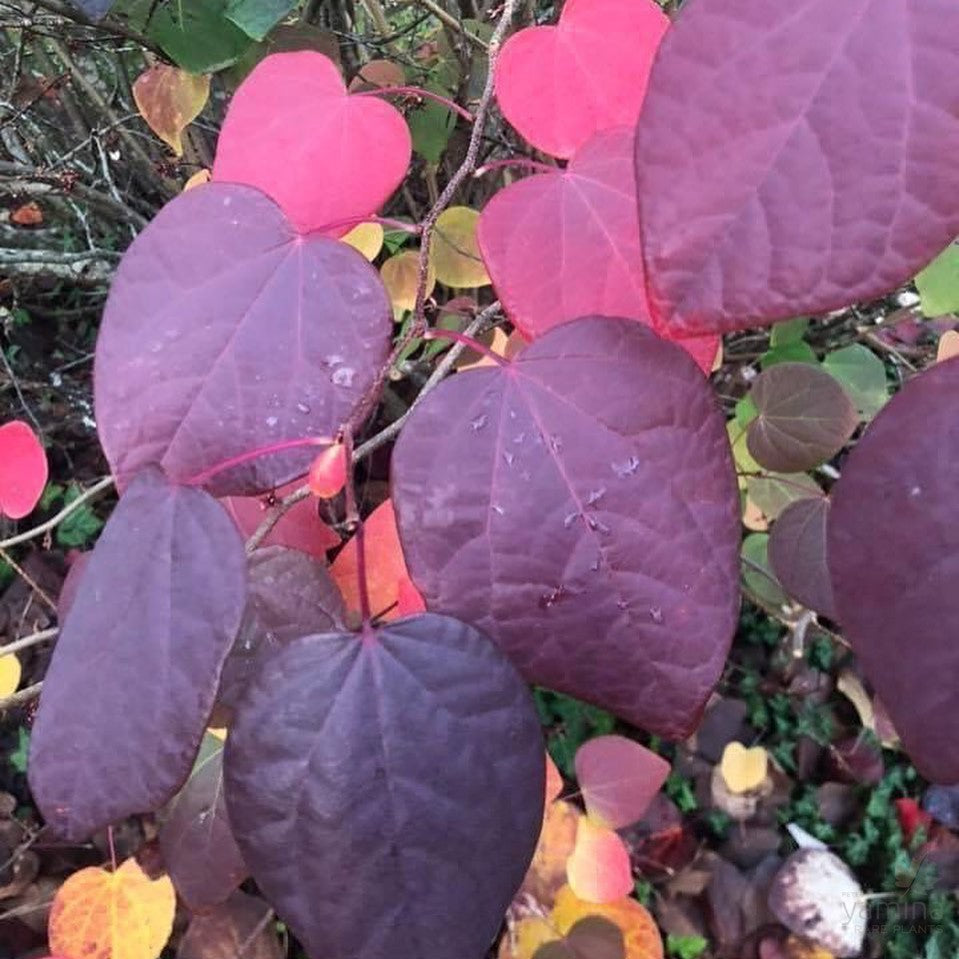 Disanthus cercidifolius 1
